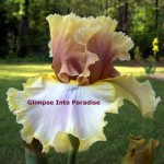 tall bearded iris diamond ring