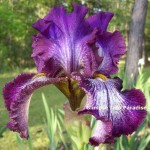 tall bearded iris divine intervention