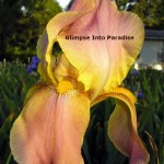 tall bearded iris dream castle