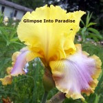 tall bearded iris enchanted one