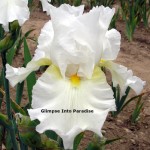 tall bearded iris entertainment