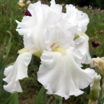 tall bearded iris ermine robe