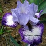 tall bearded iris everything plus