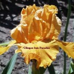 tall bearded iris firebreather