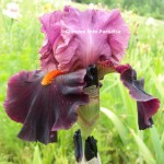 tall bearded iris firey temper