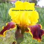 tall bearded iris flamenco whirl