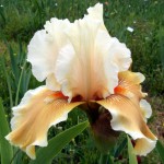 tall bearded iris fondation van gogh