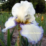 tall bearded iris fortune teller