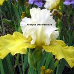 tall bearded iris frosted buttercup