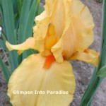 tall bearded iris glazed orange