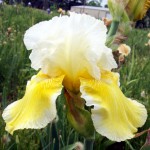 tall bearded iris glowing smile