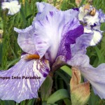 tall bearded iris gnu