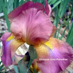 tall bearded iris gracie pfost