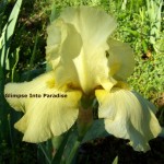 tall bearded iris green eyed lady