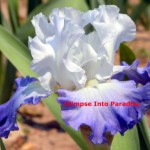 tall bearded iris heartstring strummer