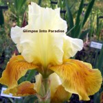 tall bearded iris honey glazed