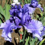 tall bearded iris honky tonk blues