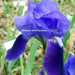 tall bearded iris i. germanica