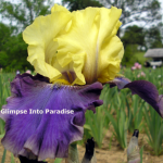 tall bearded iris jurassic park