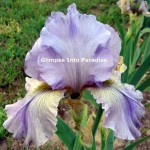 tall bearded iris kalifa's horn