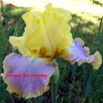tall bearded iris knock em dead