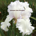 tall bearded iris laced cotton
