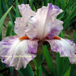 tall bearded iris lacy lynx