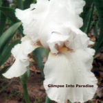 tall bearded iris lacy snowflake