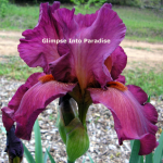 tall bearded iris lady friend