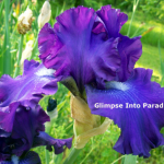 tall bearded iris larry gaulter