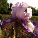 tall bearded iris lovely fran