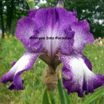 tall bearded iris mariposa autumn