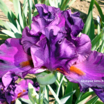 tall bearded iris melena rosa