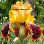 tall bearded iris michigan pride