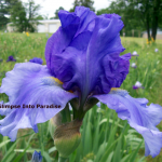 tall bearded iris missouri mist