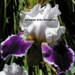 tall bearded iris night magic