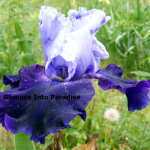 tall bearded iris northwest progress