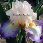 tall bearded iris planned treasure