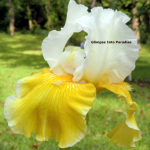 tall bearded iris play to win