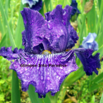 border bearded iris preposition
