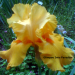 tall bearded iris voltage