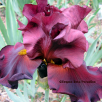 tall bearded iris war chief