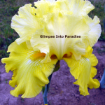 tall bearded iris wedding candles