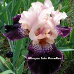 tall bearded iris wench