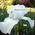 tall bearded iris white reprise