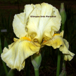 tall bearded iris with envy