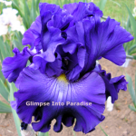 tall bearded iris world without end