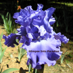 tall bearded iris yaquina blue