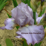 tall bearded iris yesterday