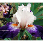 tall bearded iris zandria